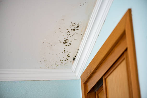 Best Fast Mold Removal  in Fairview Ferndale, PA