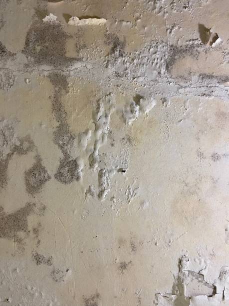 Best Emergency Mold Removal  in Fairview Ferndale, PA