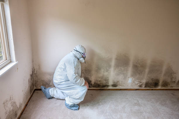Best Commercial Mold Removal  in Fairview Ferndale, PA