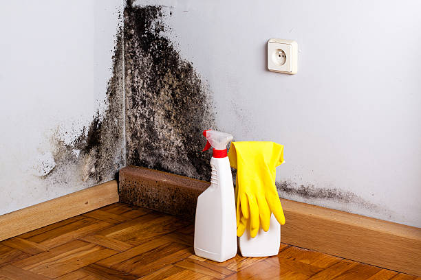 Best Mold Damage Repair  in Fairview Ferndale, PA