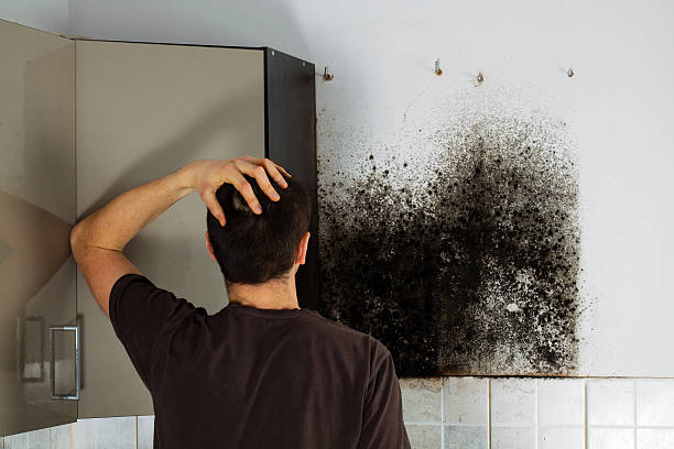 Best Mold Removal Specialists  in Fairview Ferndale, PA