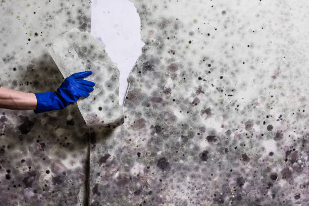 Best Mold Testing  in Fairview Ferndale, PA