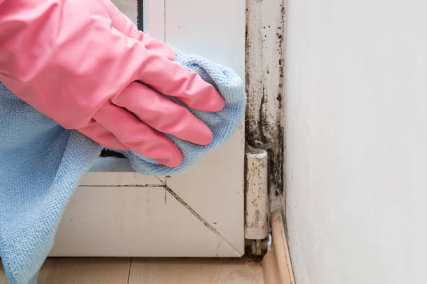 Best Black Mold Removal  in Fairview Ferndale, PA