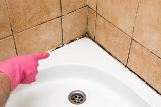 Best Mold Damage Repair  in Fairview Ferndale, PA